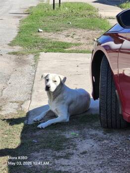 Labrador Retriever Dogs Available for Adoption in San Antonio, Texas - BIMBO | PetCurious
