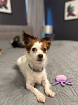 Lady -  Papillon and Chihuahua Dog for Adoption in Torrington, Connecticut - Lady | PetCurious