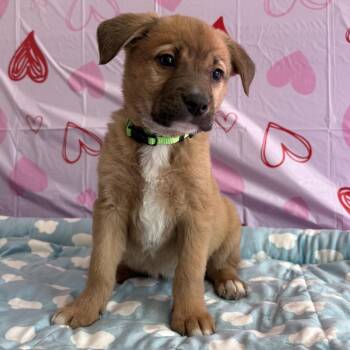 Mixed Breed Dogs Available for Adoption in Homewood, Illinois - Magnolia | PetCurious