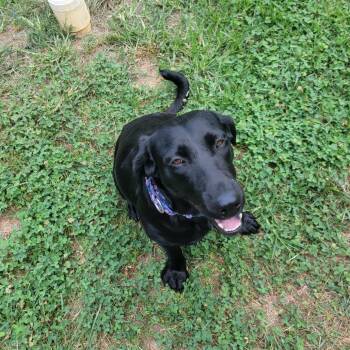 Kali -  Black Labrador Retriever and Mixed Breed Dog for Adoption in Fairfax, Virginia - Kali | PetCurious
