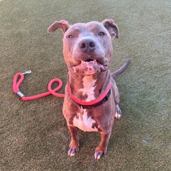 Cedric -  Mixed Breed Dog for Adoption in Philadelphia, Pennsylvania - Cedric | PetCurious