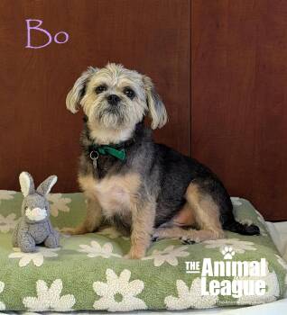Bo -  Shih Tzu Dog for Adoption in Groveland, Florida - Bo | PetCurious