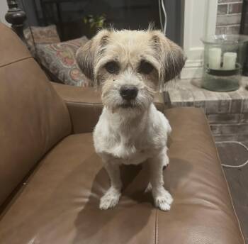 Missy - The Sweet One -  Shih Tzu and Maltese Dog for Adoption in Citrus Heights, California - Missy - The Sweet One | PetCurious