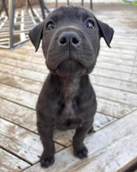 Rescue Shar Pei and Labrador Retriever Dogs for Adoption in Winnipeg, Manitoba - Corduroy | PetCurious