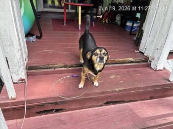 A384430 -  Pug and Chihuahua Dog for Adoption in Ocala, Florida - A384430 | PetCurious