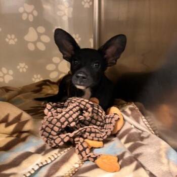 Isabelle -  Cardigan Welsh Corgi and Mixed Breed Dog for Adoption in Morton Grove, Illinois - Isabelle | PetCurious
