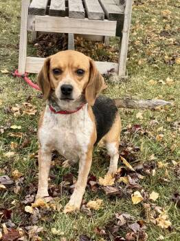 Rescue Beagle Dogs for Adoption in St. Joseph, Michigan - Bagel | PetCurious