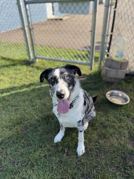 Tyson -  Australian Shepherd and Border Collie Dog for Adoption in Kalamazoo, Michigan - Tyson | PetCurious