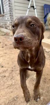 Doberman Pinscher and Catahoula Leopard Dog Dogs Available for Adoption - Nova | PetCurious
