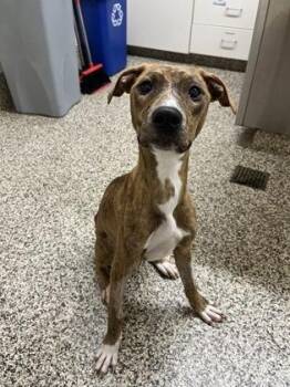 Junie -  Mixed Breed Dog for Adoption in Westland, Michigan - Junie | PetCurious