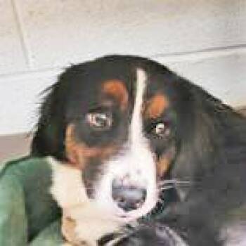 Torrie -  Cardigan Welsh Corgi Dog for Adoption in Portsmouth, Ohio - Torrie | PetCurious
