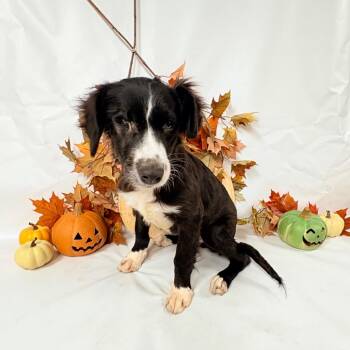 1132 (2026) Skyler -  Collie and Mixed Breed Dog for Adoption in Parker, Colorado - 1132 (2026) Skyler | PetCurious