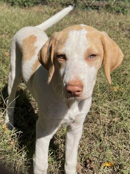 Rescue Dachshund and Pointer Dogs for Adoption in Hiawatha, Kansas - Tyler | PetCurious
