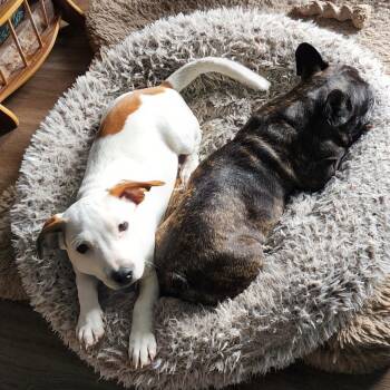 Suir -  Pit Bull Terrier and Chihuahua Dog Available for Adoption in Boulder, Colorado - Suir | PetCurious