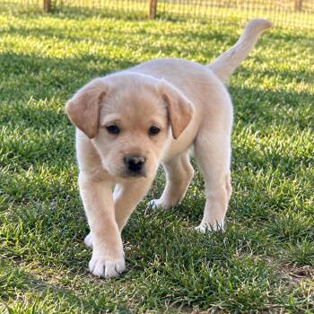 Jolene Guitar -  Shepherd and Yellow Labrador Retriever Dog for Adoption in Andover, Massachusetts - Jolene Guitar | PetCurious