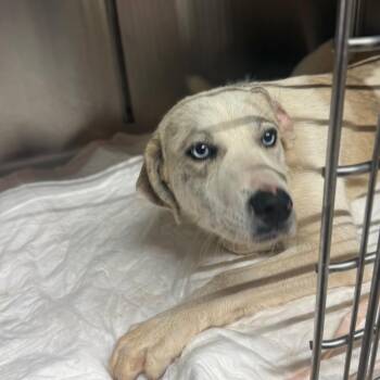 Mixed Breed Dogs Available for Adoption in Pauls Valley, Oklahoma - Sandy | PetCurious