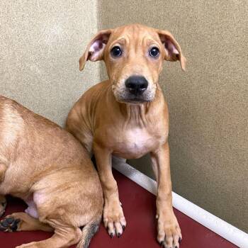 Finn -  Labrador Retriever and Coonhound Dog for Adoption in Monroe, Georgia - Finn | PetCurious