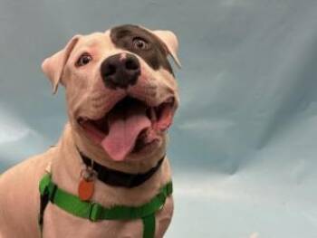 Piglet -  Pit Bull Terrier and Mixed Breed Dog for Adoption in Woodbury, Minnesota - Piglet | PetCurious