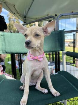 Chihuahua Dogs Available for Adoption - Nestle | PetCurious