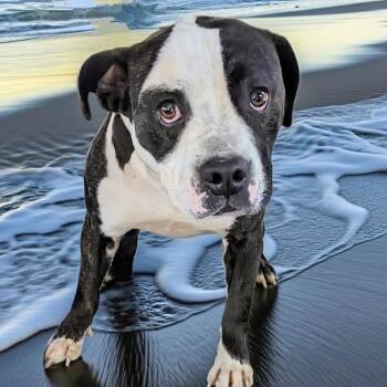 Pit Bull Terrier and Bulldog Dogs Available for Adoption in Buffalo, New York - Garbanzo | PetCurious