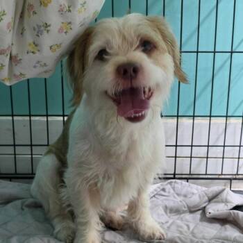 Benji -  Mixed Breed Dog for Adoption in Jefferson City, Tennessee - Benji | PetCurious