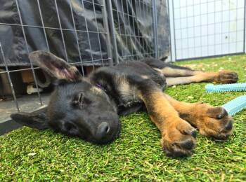 Rescue German Shepherd Dog Dogs for Adoption in El Cajon, California - Sierra | PetCurious