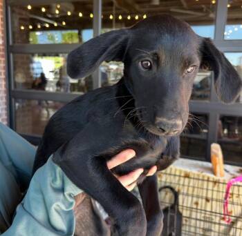 Mixed Breed Dogs Available for Adoption - Remi | PetCurious