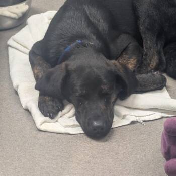 Otter Pop -  Standard Poodle and Hound Dog for Adoption in Baltimore, Maryland - Otter Pop | PetCurious