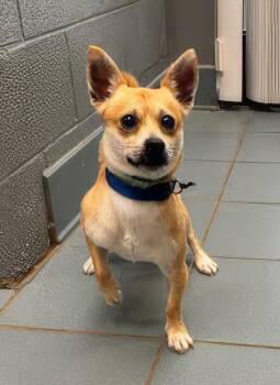 Luigi -  Mixed Breed Dog for Adoption in Nashville, Tennessee - Luigi | PetCurious