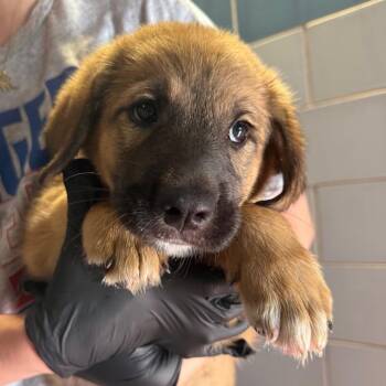 Jade -  Anatolian Shepherd and Mixed Breed Dog for Adoption in Abilene, Texas - Jade | PetCurious