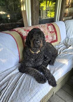 Ollie -  Poodle and Golden Retriever Dog for Adoption in Friendship, New York - Ollie | PetCurious