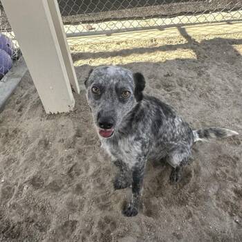 Australian Cattle Dog Blue Heeler and Mixed Breed Dogs Available for Adoption in Thousand Palms, California - DAHLIA | PetCurious