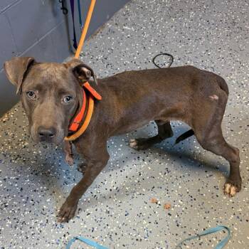 TUSC-Stray-85635 -  Pit Bull Terrier and Mixed Breed Dog for Adoption in Tuscaloosa, Alabama - TUSC-Stray-85635 | PetCurious