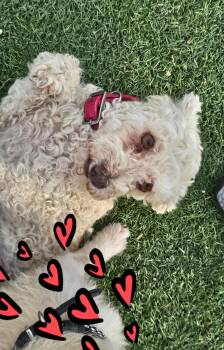 Lucy -  Poodle Dog for Adoption in Phoenix, Arizona - Lucy | PetCurious