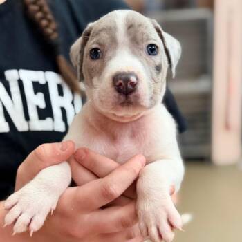 Catahoula Leopard Dog and Mixed Breed Dogs Available for Adoption in Columbus, Georgia - McGriddle | PetCurious