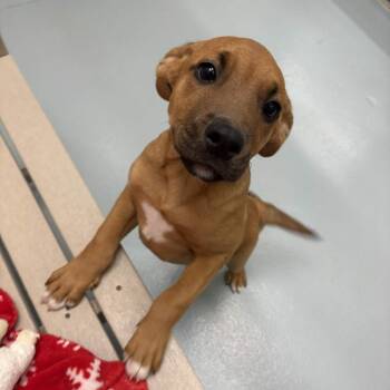 Black Labrador Retriever and Boxer Dogs Available for Adoption in Beaumont, Texas - Miss Spink | PetCurious