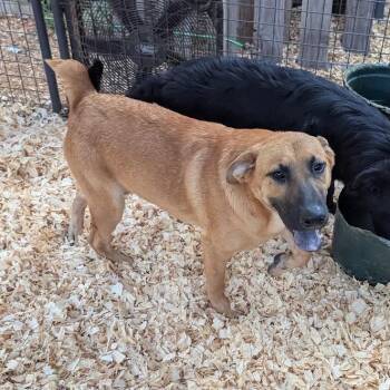 SUMMIT -  Flat Coated Retriever Dog for Adoption in Fosters, Alabama - SUMMIT | PetCurious