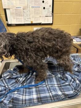 Maltese Dogs Available for Adoption in Douglasville, Georgia - Blanche | PetCurious