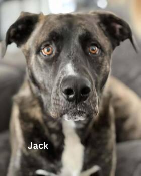 Mixed Breed Dogs Available for Adoption in Berwick, Maine - Jack | PetCurious