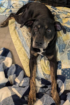 Rescue Shepherd Dogs for Adoption in Tulsa, Oklahoma - Mayberry | PetCurious