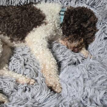 Murphey -  Golden Retriever and Poodle Dog for Adoption in Minneapolis, Minnesota - Murphey | PetCurious