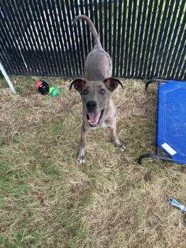 Rescue Catahoula Leopard Dog Dogs for Adoption in Chattanooga, Tennessee - Cider | PetCurious