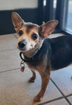 Chihuahua Dogs Available for Adoption in Fruit Heights, Utah - Mitzi | PetCurious