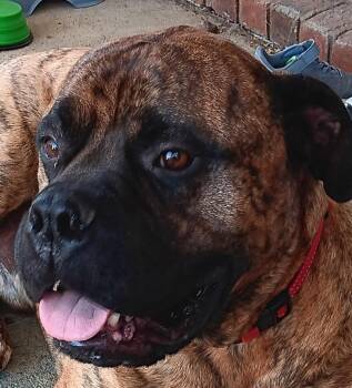 Bullmastiff Dogs Available for Adoption - Waylon -TN | PetCurious