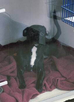 Stormy -  Mixed Breed Dog for Adoption in East Brookfield, Massachusetts - Stormy | PetCurious