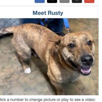Corgi and Plott Hound Dogs Available for Adoption in Rockville, Maryland - Rusty | PetCurious
