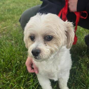 Simon -  Shih Tzu Dog for Adoption in Martinsburg, West Virginia - Simon | PetCurious