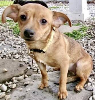 Chihuahua Dogs Available for Adoption in Westfield, New York - Tootsie | PetCurious