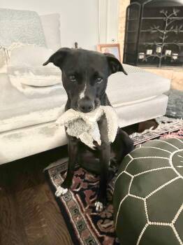 Rescue Labrador Retriever and Pointer Dogs for Adoption in Santa Monica, California - Pumpkin Pie | PetCurious