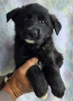 Alaskan Malamute and German Shepherd Dog Dogs Available for Adoption in Malvern, Pennsylvania - Nellie | PetCurious